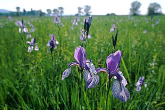 Sibirische Schwertlilie,  Iris sibirica