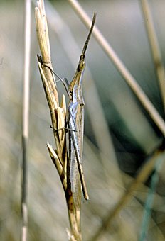 Nasenschrecke  Acrida ungarica (Kreta)