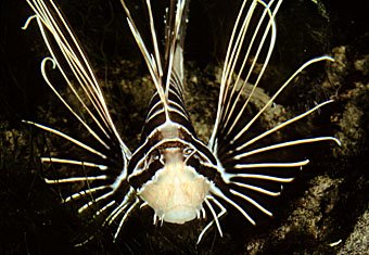 Rotfeuerfisch, Pterois radiata