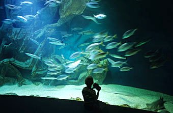 Aquarium von La Rochelle