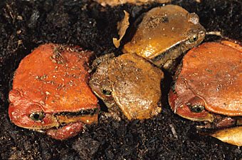 Tomatenfrösche Dyscophus antongilli aus Madagaskar  