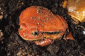 Tomatenfrosche Dyscophus antongilli  
