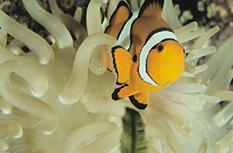 Anemonenfisch, Amphiprion percula