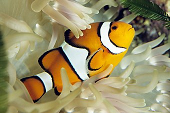 Clownfisch Amphiprion percula