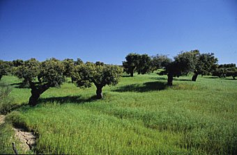 Olivenbäume in der Region Alentejo