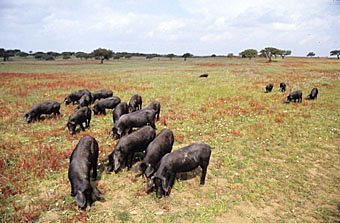 Schweineweide im Alentejogebiet