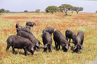 Schweine in der Region Alentejo
