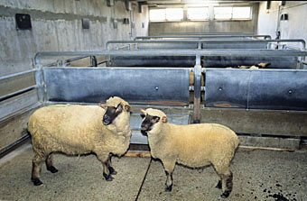 Schafe im Schlachthof