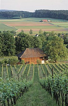 Trotte im Zürcher Weinland