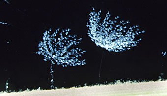 Glockentierchen, Vorticellidae in einer blumenförmigen  Kolonie geöffnet