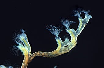 Süsswaser Moostierchen, Plumatella fruticosa mit Flottoblasten