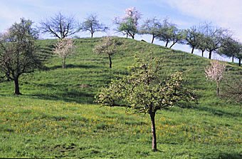 Hochstamm Obsbäume auf Hügel