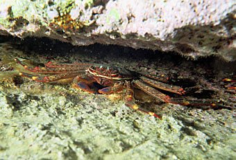 Krabbe  Kreta