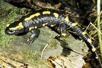 Feuersalamander, Salamandra salamandra