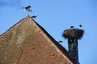 Störche auf Hausdach mit Nest