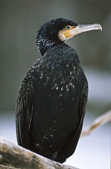 Kormoran Phalacrocorax carbo
