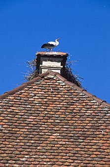 Storch auf Hausdach im Nest