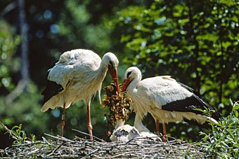 Storchpaar im Nest mit Jungen