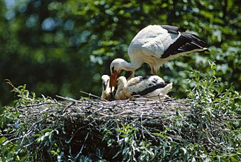 Storch im Nest beim Füttern der Jungen