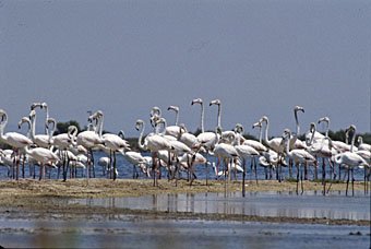Flamingos aus Südfrankreich