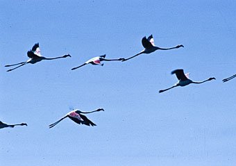 Flamingos aus Südfrankreich