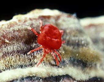 Rote Samtmilbe  Trombidium holosericeum