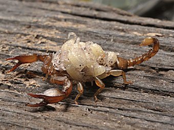 Skorpion, Euscorpius mesotrichus mit Jungen auf dem Rücken