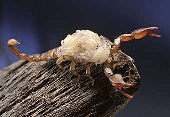 Skorpion, Euscorpius mesotrichus mit Jungen auf dem Rücken