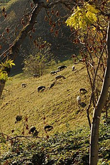 Schafweide unterhalb von Soglio zwischen den Kastanienbäumen.