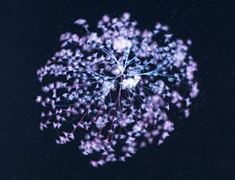 Glockentierchen, Vorticellidae in einer blumenförmigen  Kolonie