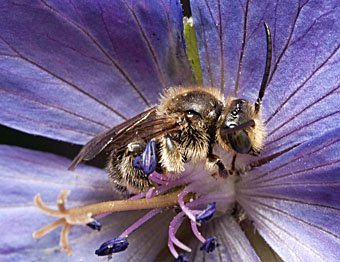 Wildbiene schläft in Blüte des Wiesenstorchenschnabels