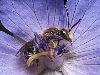 Wildbiene schläft in Blüte des Wiesenstorchenschnabels