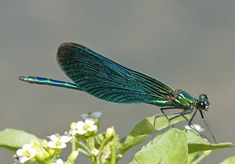 Blauflügel-Prachtlibelle, Calopteryx virgo