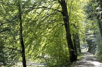 Waldweg an der Töss im Lisental bei Sennhof, Winterthur