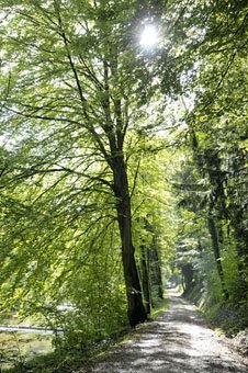 Waldweg an der Töss im Lisental bei Sennhof, Winterthur