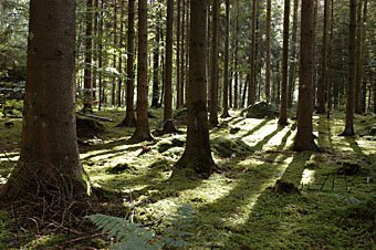 Wald bei Rupperswil Kanton Aargau