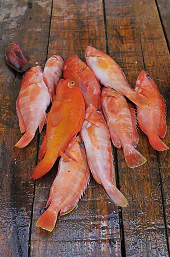 Fische zum Verkauf in Grand Baie  