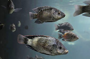 Nil Tilapia, Oreochromis niloticus aus Mauritius
