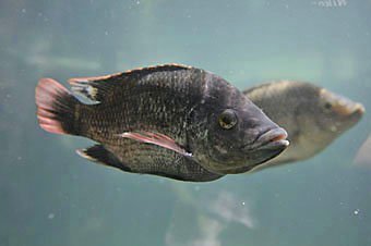Tilapia, Oreochromis niloticus aus Mauritius