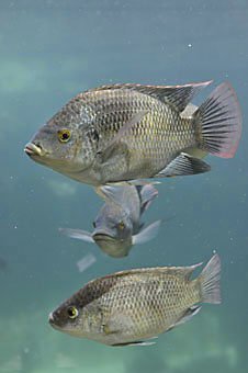 Tilapia, Oreochromis niloticus aus Mauritius
