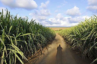 Zuckerrohr-Plantage im Süden von Mauritius  