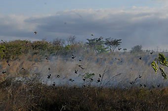 Brandrohdung mit fliehenden Vögel im Mauritius  
