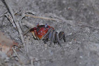 Rote Krabbe aus Mauritius