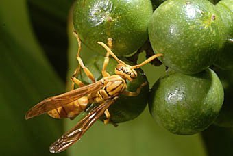 Wespe aus Mauritius