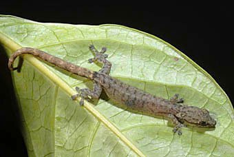 Gecko, Hemidactylus mercatorius aus Mauritius  