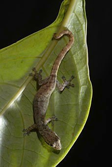 Gecko, Hemidactylus mercatorius aus Mauritius  