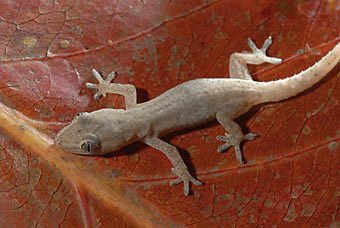 Gecko, Hemidactylus frenatus aus Mauritius  