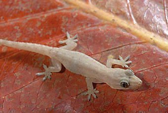 Gecko, Hemidactylus frenatus aus Mauritius  
