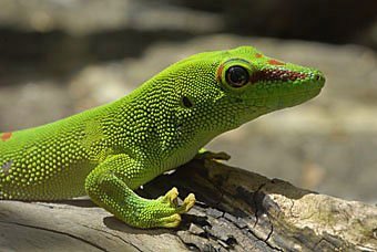 Madagaskar-Taggecko, Phelsuma madagascariensis  