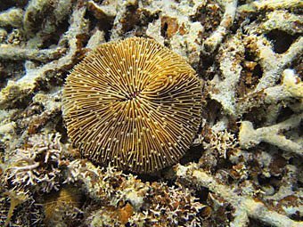 Pilzkorallen (Fungiidae) sind Steinkorallen, die nicht wie die anderen Arten festgewachsene, in Kolonien lebende Tiere, sondern große Einzelpolypen sind. Sie leben nur in ihrer Jugend auf einem kleinen Stiel sessil. Der Polyp der Pilzkorallen wird in diesem Stadium Anthocaulus genannt. Der Stiel bricht nach einiger Zeit ab und der Einzelpolyp lebt frei in flachem Wasser, auf sandigem Untergrund. Da sie in diesem, für Korallen ungewöhnlichen Lebensraum, leicht von Wellen, Strömung oder Tieren umgedreht, von Sand bedeckt oder beschädigt werden können haben sie ein hohes Regenerationsvermögen und können sich selbst von Sand befreien. Bei zerbrochenen Polypen kann aus jedem Teil ein neuer Polyp wachsen. Die Korallen können sich auch vermehren, indem sie an ihrer Seite Tochterpolypen bilden und abschnüren.